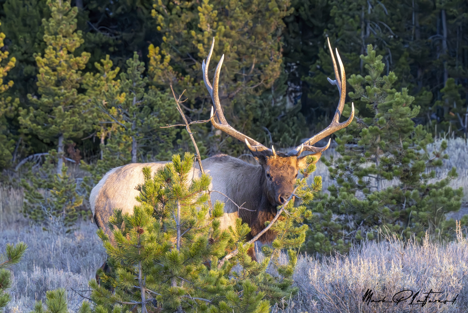 /gallery/north_america/USA/Wyoming/yellowstone/Bull Elk Yellowstone NP Sept 2024-007_med.jpg